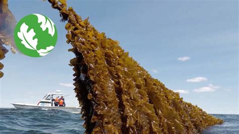 Nsb mafic seaweed